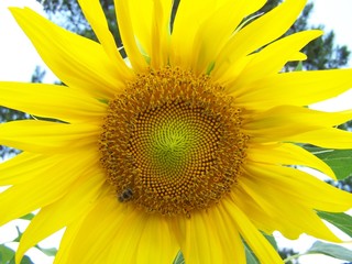 Naklejka premium sunflower with a bee