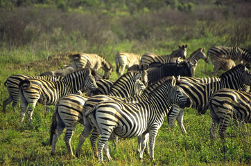 zebra