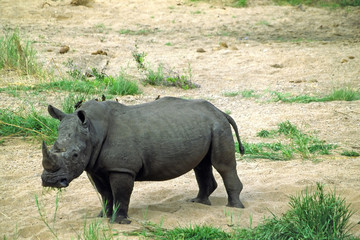Obraz premium rhino