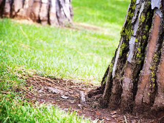 tree base