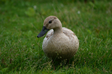 canne dans l'herbe