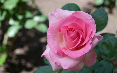 rose 9