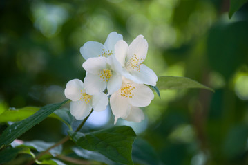 jasmin