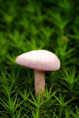 solitary mushroom in green moss