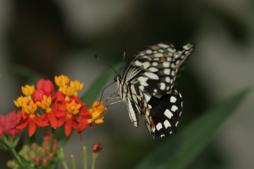 butterfly on flower