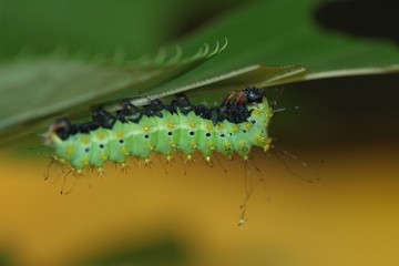 emperor moth caterpillar