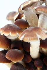 southern poplar mushroom