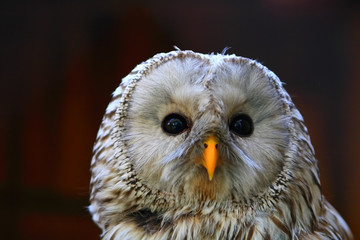 owl
