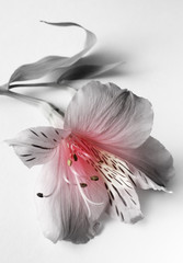 pink lilies © Tatiana Morozova