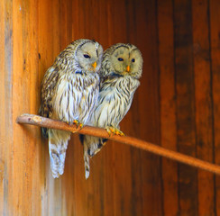 Fototapeta premium owl