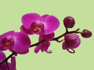 Fototapeta na wymiar une branche d'orchidee