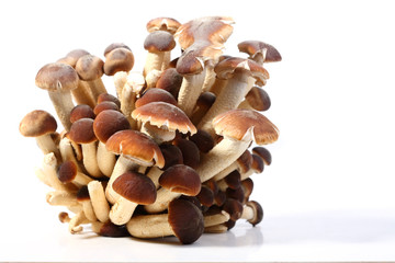 southern poplar mushroom