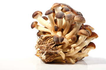 southern poplar mushroom