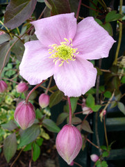 pink clematis