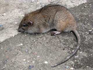 vermin