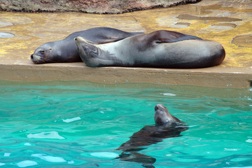Fototapeta premium leones marinos