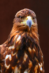 eagle
