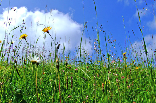 blumenwiese