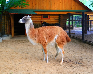llama © Konstantin Tavrov