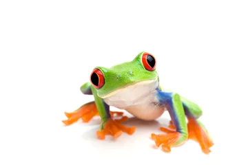 Acrylic prints Frog frog closeup on white