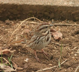 sparrow