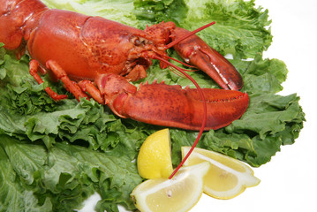lobster