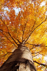 tree in fall from below