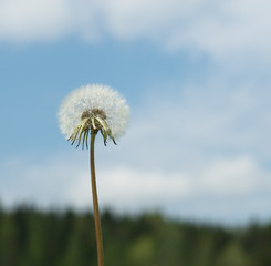 Fototapeta premium dandelion over blue sky background
