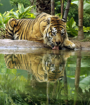 tiger drinking.