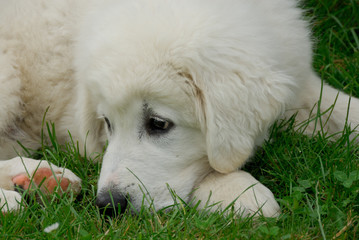 schön ein hund zu sein