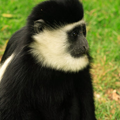 single colobus monkey
