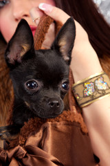 chihuahua and the girl