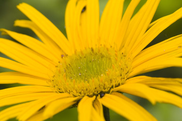 yelow marguerite