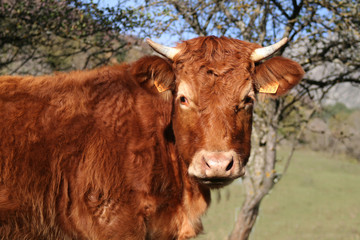 vache rousse
