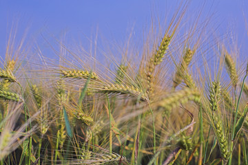 reifendes gerstenfeld