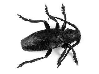 close-up of big black beetle isolated over white b