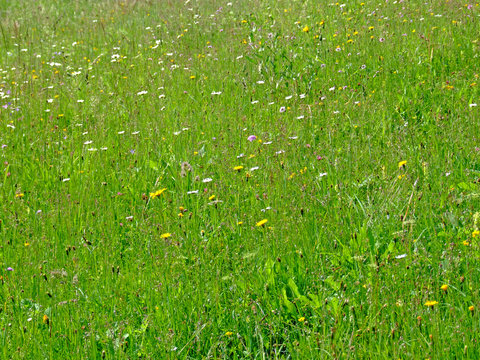 blumenwiese
