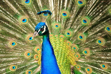 pfau4