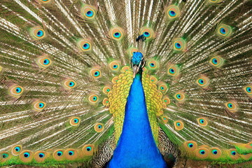 pfau3