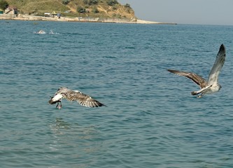 Naklejka premium birds fly