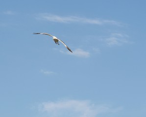 lonely seagull