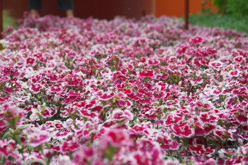 Obraz premium fleur