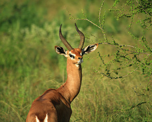 single grant's gazelle