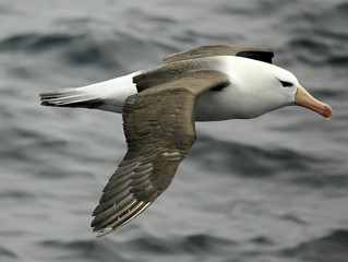 Fototapeta na wymiar black-browed albatross