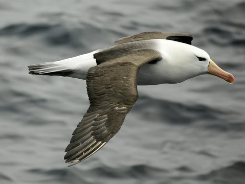 black-browed albatross © staphy