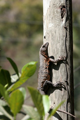 climbing iguana