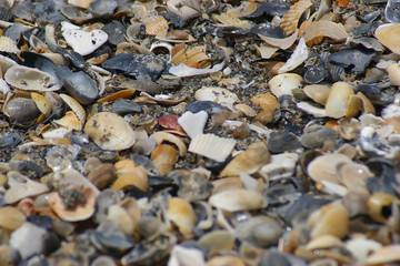sea shells