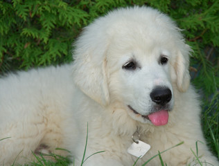 babyhund zeigt die zunge