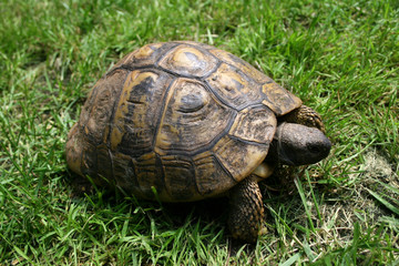 tortue de terre