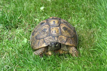 tortue de terre